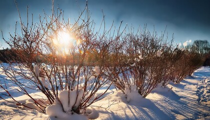 thin branches of pruned bushes covered with snow rays of sun in spring