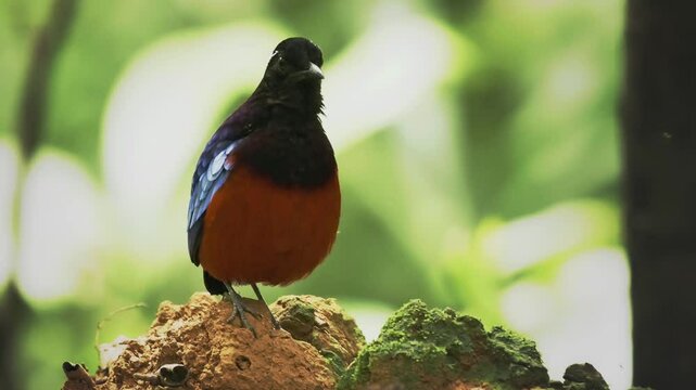 Black-crowned pitta Erythropitta ussheri also black-headed or black-and-crimson pitta, brightly coloured ground-dwelling bird endemic to Borneo, colorful birf in the green rainforest.