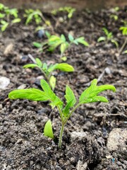 Tomato seedlings are on the ground