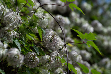 Alpine Clematis, Clematis alpina, seed pods, close-up