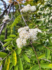 Flowering of the common rowan or Sorbus aucuparia in the botanical garden