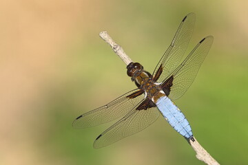 Libellula depressa dragonfly aka Broad-bodied Chaser perched on the stick. Isolated on clear blurred background. 