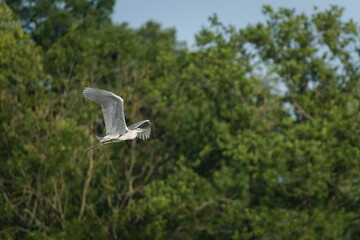 Ardea cinerea aka grey heron. Common wading bird flight. Nature of Czech republic.