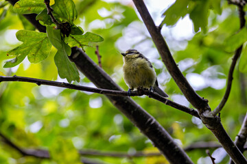 Blue Tit (Cyanistes caeruleus), common across Europe, spotted in Phoenix Park, Dublin.