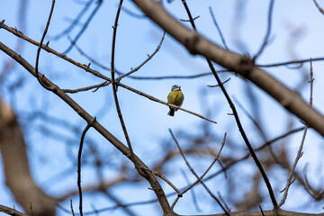 Blue Tit (Cyanistes caeruleus), common across Europe, spotted in Phoenix Park, Dublin.