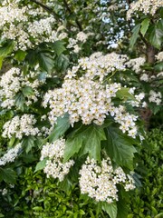 Flowering of the common rowan or Sorbus aucuparia in the botanical garden