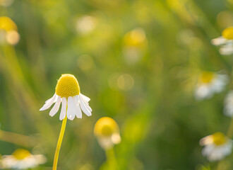 Blooming chamomile (Matricaria chamomilla) flower in soft light. Herbal plant known for calming and...