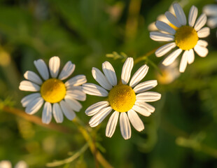 Fototapeta premium Blooming chamomile (Matricaria chamomilla) flowers in soft light. Herbal plant known for calming and healing properties. Herbal medicine, natural remedy, wellness concept