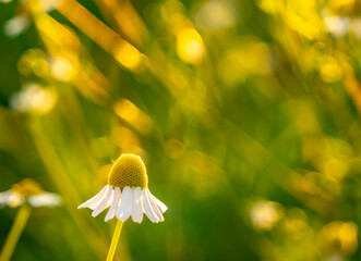 Blooming chamomile (Matricaria chamomilla) flowers in soft light. Herbal plant known for calming...