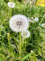Fluffy white dandelion in green grass
