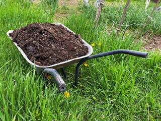 A wheelbarrow with manure stands in the green grass in the garden