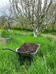A wheelbarrow with manure stands in the green grass in the garden