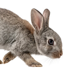 Obraz premium Adorable Grey Bunny Rabbit Closeup Shot: A Captivating Image of a Young Rabbit