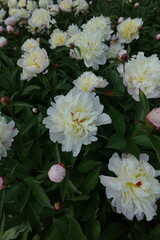 White Pink Peony Paeony Paeonia Paeoniaceae Petals Stamens Sepals Flowering Perennials