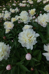White Pink Peony Paeony Paeonia Paeoniaceae Petals Stamens Sepals Flowering Perennials