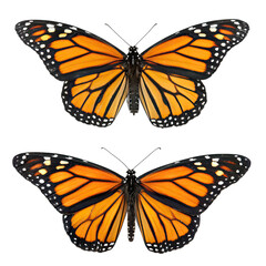 Fototapeta premium Magnificent Monarch Butterflies: A Close-Up Study of Two Exquisite Specimens