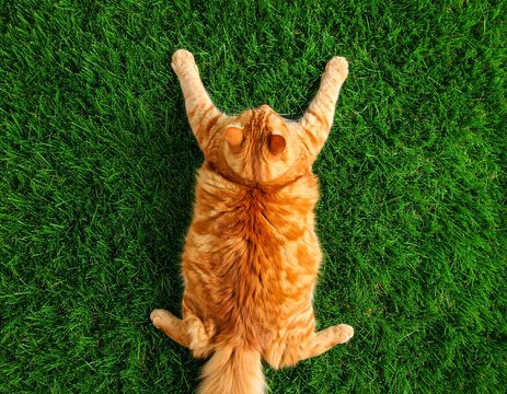 Gato atigrado naranja relajado boca arriba sobre c&eacute;sped verde.
