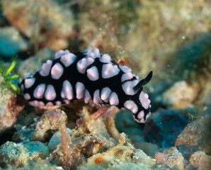 Underwater Photography & Marine Life 