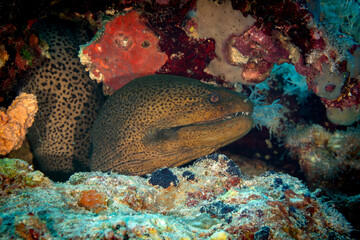 Underwater Photography & Marine Life 