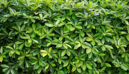 Obraz premium green leaf of shrub as background wall of fresh leaves