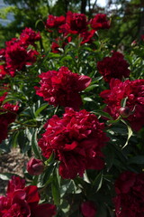 Red Peony Paeony Paeonia Paeoniaceae Petals Stamens Sepals Flowering Perennials
