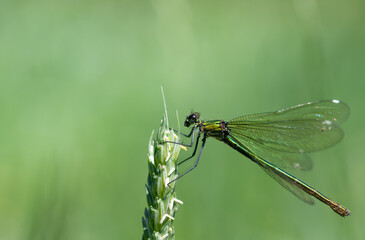 Close-up of a female damselfly (Calopteryx) seeking support on an ear of grain. The background is...