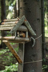 A charming squirrel is now nesting comfortably in a cozy wooden birdhouse located high up on a tree