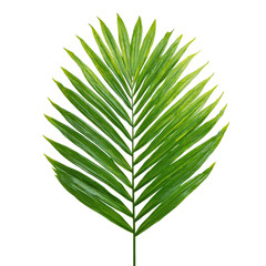 Lush Green Palm Frond Tropical Leaf Isolated on White Background