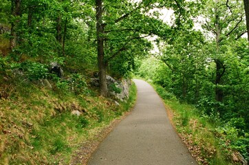 path in the woods