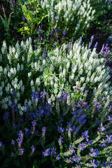 Obraz premium A Vibrant and Colorful Wildflower Arrangement Displayed Beautifully in a Garden Setting
