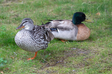 Two ducks on the grass near the pond