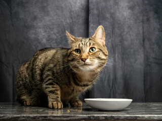 Cute tabby cat with white plate on a marble surface and grey painted background. Dinner time. Model...