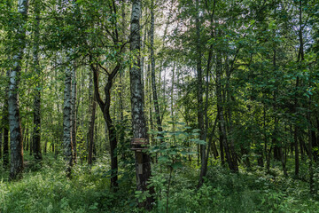 Obraz premium A Magnificent and Lush Green Forest Featuring Tall Trees That are Bathed in Bright Sunlight