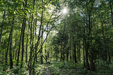 Fototapeta premium Sunlight Gently Filtering Through a Lush Green Forest Creating a Magical Atmosphere