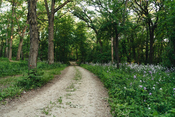 Road in the wood, green forest, spring, forest in bloom