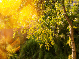 The sun is shining through the leaves of a tree, creating a beautiful and serene atmosphere. The...