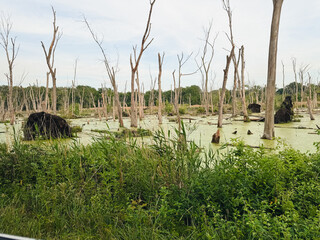 Swamp in Indiana Dunes National Park, USA
Dead trees in a water