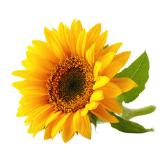 Fototapeta premium Vibrant Yellow Sunflower Close-Up: A Stunning Floral Image