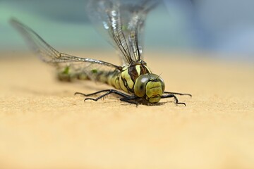 Large dragonfly close up