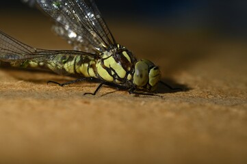 Large dragonfly close up
