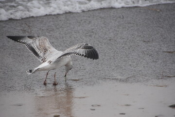 seagull on the beach