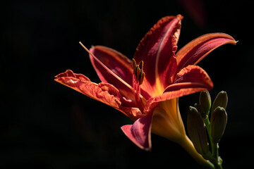Close-up of a red daylily blooming outdoors against a dark background. The sun shines on the delicate petals.