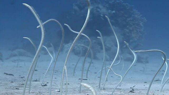 Observe captivating colony of sea sand eels gracefully swaying in sandy seabed of Red Sea. These mesmerizing creatures, with their sinuous bodies, exhibit unique rhythm in their underwater habitat.