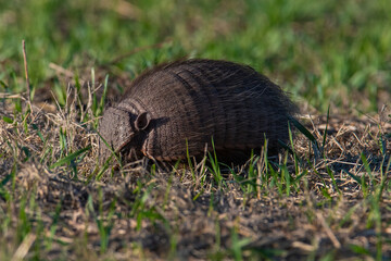 Armadillo in Pampas countryside environment, La Pampa Province, Argentina.