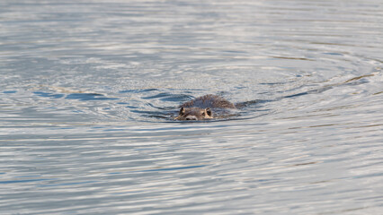 Otter swimming in calm waters reflecting the sky during a sunny afternoon