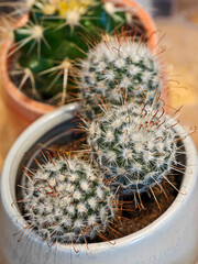 Cacti in decorative pots showcasing unique textures and vibrant colors in a cozy indoor setting with natural light