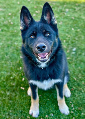 German Shepherd Mix Dog Standing on Grass