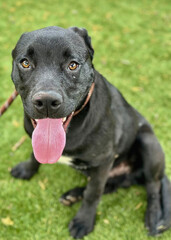 Black Labrador Retriever Mix with Tongue Out