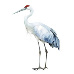 Crane, watercolor illustration vector, isolated on a white background.