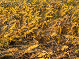 Golden ripe barley crop close-up at sunset, rich harvest concept